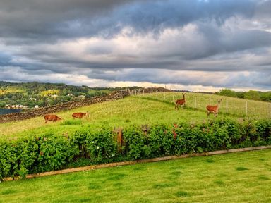 A grassy hillside with four deer and a stone wall under a cloudy sky at Hawkrigg Farm in Hawkshead