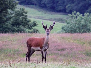 A deer standing in a field with trees and hills in the background at Hawkrigg Farm in Hawkshead