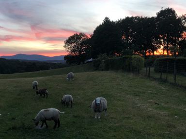 A grassy field with sheep grazing near trees and a fence at sunset at Hawkrigg Farm in Hawkshead