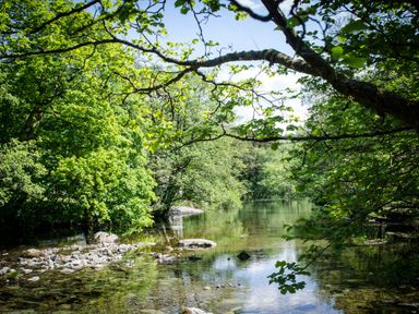 A river with rocks and overhanging tree branches surrounded by green trees at Oakbank in Langdale