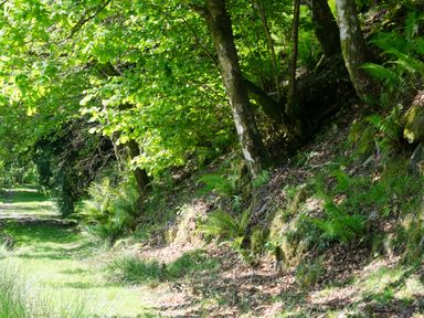 A forest path with trees and ferns along the side at Oakbank in Langdale