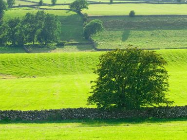 A green field with a large tree and stone wall in the foreground and more trees and fields in the background at Cherry Tree Cottage at Satterthwaite in Hawkshead