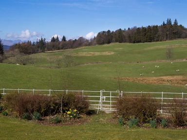 A green field with sheep behind a white fence and bushes at Juniper Cottage in Windermere