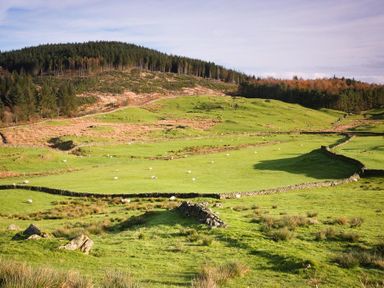 A grassy field with stone fences and scattered sheep near a forest at Tall Trees in Bowness