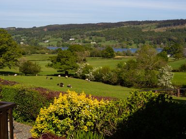 A countryside landscape with sheep grazing on grass fields trees and a lake in the background at Garden Cottage At Coniston in Coniston