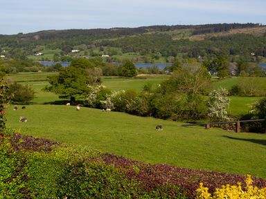 A green field with sheep grazing and trees with a lake and hills in the background at Garden Cottage At Coniston in Coniston