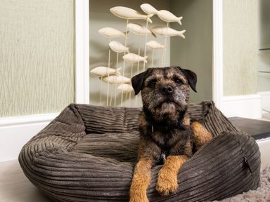 A dog lying on a gray striped dog bed in a room with light green wallpaper and fish decorations in Keswick