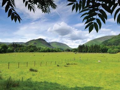 A green field with sheep and mountains in the background with tree leaves at the top Low Croft Cottage Grasmere