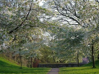 A paved path surrounded by trees with white blossoms and grass at Agathi in Keswick