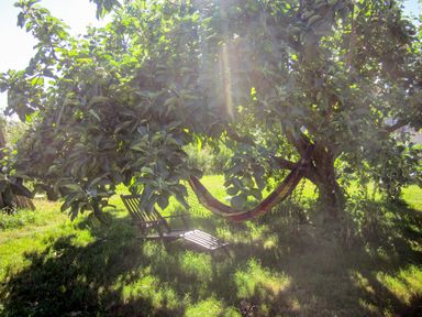 A hammock and wooden chair under a fruit tree in a grassy garden at Old Cary Cottage Henley near Langport