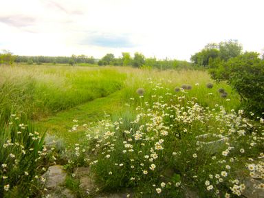 A green field with wildflowers and tall grass under a cloudy sky at Old Cary Cottage in Henley near Langport