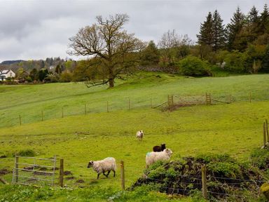 A grassy field with sheep and trees in the background at Janes Cottage in Hawkshead