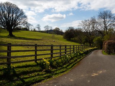 A country road with daffodils alongside a wooden fence and a green field with sheep and trees at Tethera in Keswick
