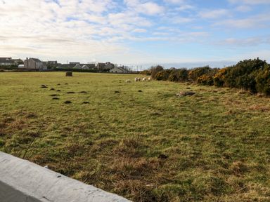 A field with grass and sheep grazing near bushes and houses in the background at Rhiangwyn Cottage in Llanrhyddlad near Cemaes Bay