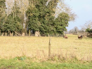 A field with two sheep and trees in the background at Wensum Spring in Horningtoft near Fakenham