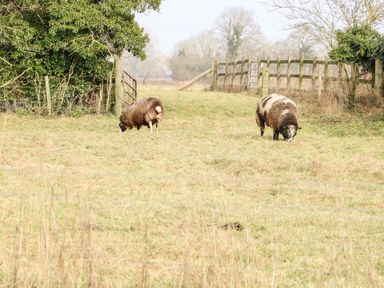 A field with two sheep grazing near a fence and trees at Wensum Spring Horningtoft near Fakenham