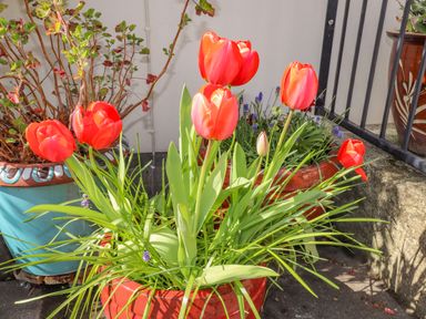 Red tulips in a large red pot with green leaves and other plants around at Goldcrest in Newport Pembrokeshire