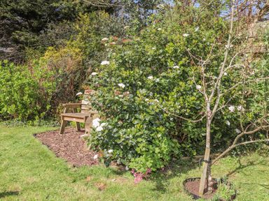 A wooden bench surrounded by bushes and a small tree in a garden at Goldcrest in Newport Pembrokeshire