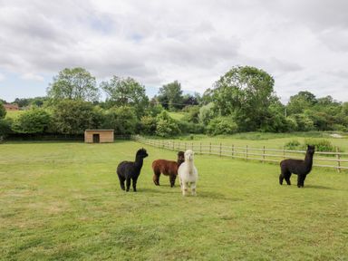 A field with alpacas and a shed at Acorn Lodge At Bridge Lake Farm & Fishery Chacombe