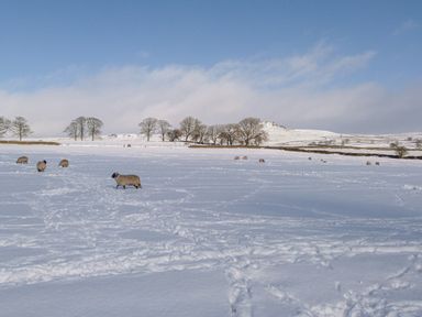 A snowy field with sheep grazing and trees in the background at Otter Lodge in Gargrave