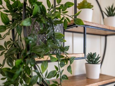 A close-up of potted green plants on wooden shelves with black metal frames at Otter Lodge in Gargrave