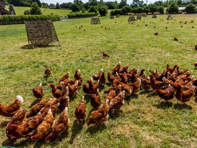 A field with chickens and wooden structures on grass at The Anchorage @ Nables Farm in Upper Seagry
