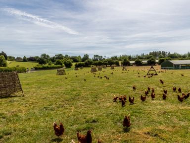 A grassy field with chickens and wooden structures on a farm at The Anchorage @ Nables Farm in Upper Seagry