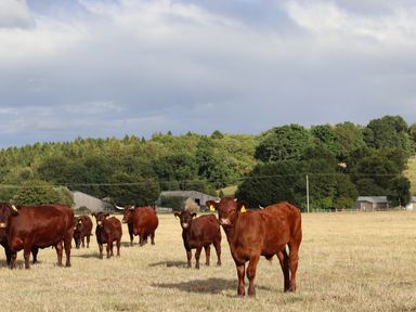 A group of brown cows standing in a field with trees and farm buildings in the background at The Anchorage @ Nables Farm in Upper Seagry