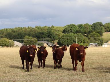 A group of brown cows standing in a field with trees and farm buildings in the background at The Anchorage @ Nables Farm in Upper Seagry