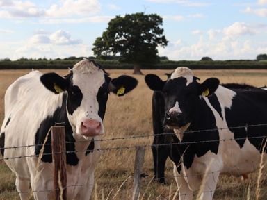 Two black and white cows standing behind a barbed wire fence in a field with a tree and cloudy sky in the background at The Anchorage @ Nables Farm in Upper Seagry