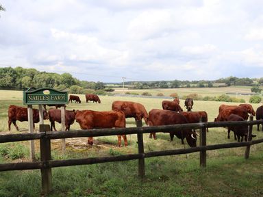 A farm field with brown cows grazing behind a wooden fence at The Anchorage @ Nables Farm in Upper Seagry