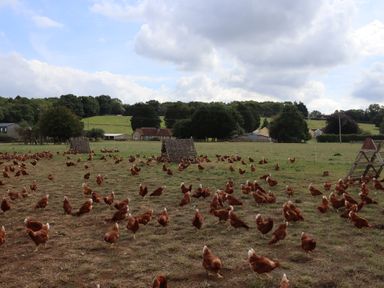 An outdoor field with chickens scattered around near small wooden shelters at The Anchorage @ Nables Farm in Upper Seagry