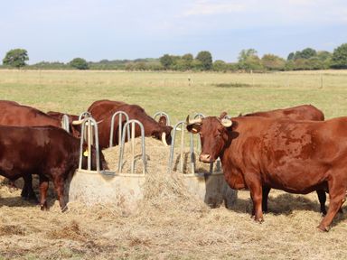 A group of cows feeding from a hay feeder in a field at The Anchorage @ Nables Farm in Upper Seagry