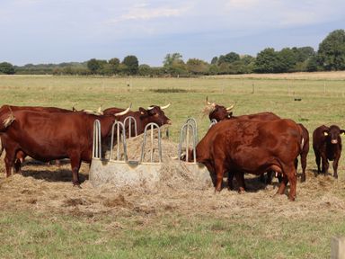 A group of cows eating hay from a feeder in a grassy field at The Anchorage @ Nables Farm in Upper Seagry