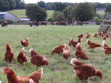 A grassy field with chickens in the foreground and cows grazing in the background on a farm