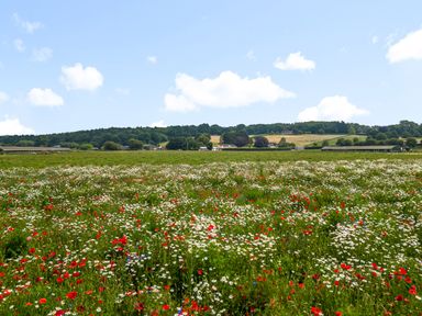 A field of wildflowers with trees and buildings in the distance under a blue sky at The Anchorage @ Nables Farm in Upper Seagry