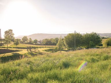 A grassy field with trees and a wooden fence in a rural area at Swallows Dip in Honiton