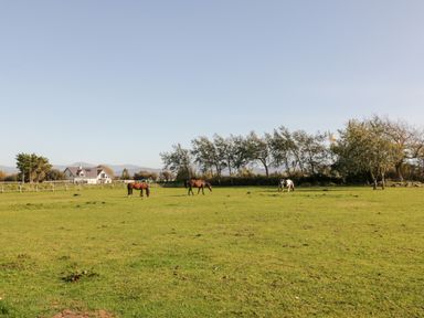 A field with three horses grazing near trees and a house in the background at Penllyn in Newborough