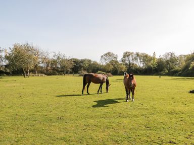 A grassy field with two horses and trees in the background at Penllyn in Newborough