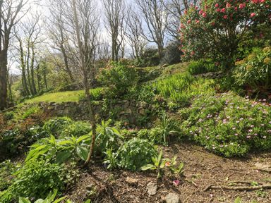 A garden with various plants flowers and trees with a stone wall and leafless trees in the background at Longships in Porthcurno