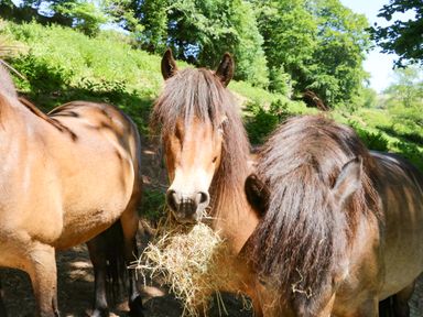 Three brown horses with long manes standing outdoors with greenery in the background
