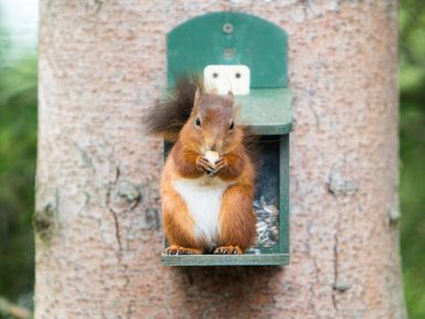 A squirrel eating seeds from a green feeder attached to a tree trunk