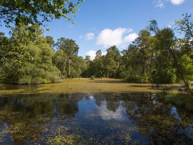 A pond surrounded by trees under a blue sky at Pine Tree in Otterburn