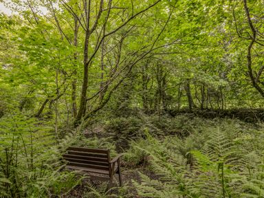 A wooden bench surrounded by ferns and trees in a forest at Cholwell Barn Apartment in Mary Tavy
