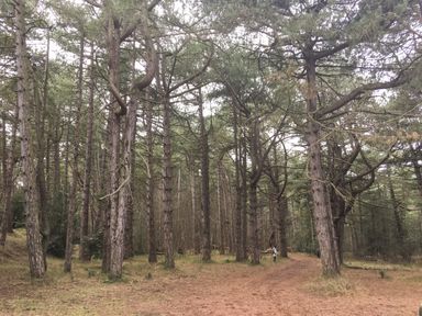 A forest with tall pine trees and a dirt path with a person walking at Sunnyside in Wells-Next-The-Sea