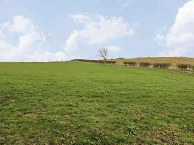 A grassy field with a tree and a fence line with bushes at Holida Hoose in Belford