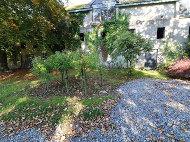 A garden with small trees and bushes near a building covered in ivy at Carley's Bridge House in Carley's Bridge near Enniscorthy County Wexford