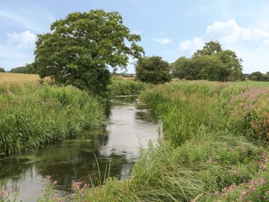 A narrow river flowing through tall green grass and wildflowers with trees in the background at Plough Cottage in Little Kelk near Bridlington