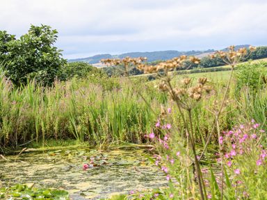 A pond with lily pads and wildflowers in a rural landscape at Callow Fold in Dinchope near Craven Arms