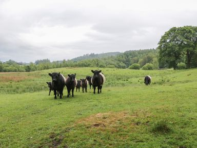 A group of cows grazing on a grassy field with trees and hills in the background at Bull Pen in Graythwaite near Hawkshead